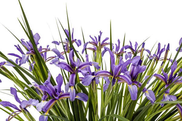 Top recettes d'infusions aux fleurs de chanvre à découvrir